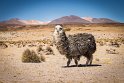 035 Lauca NP, alpaca